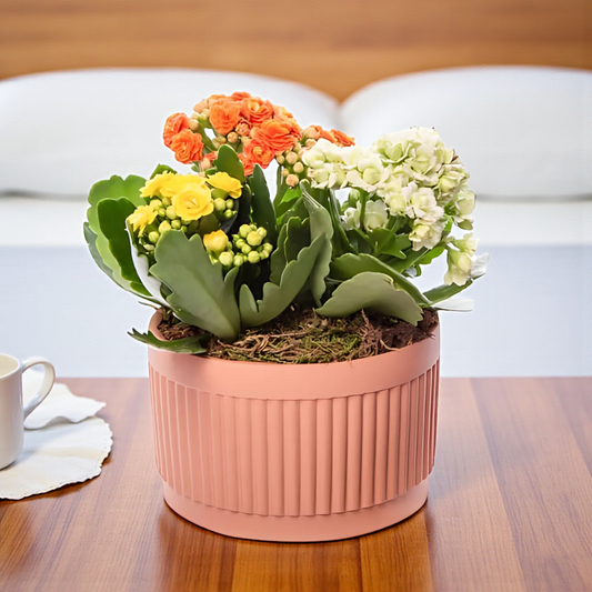 Kiremit Saksıda Renkli Kalanchoe