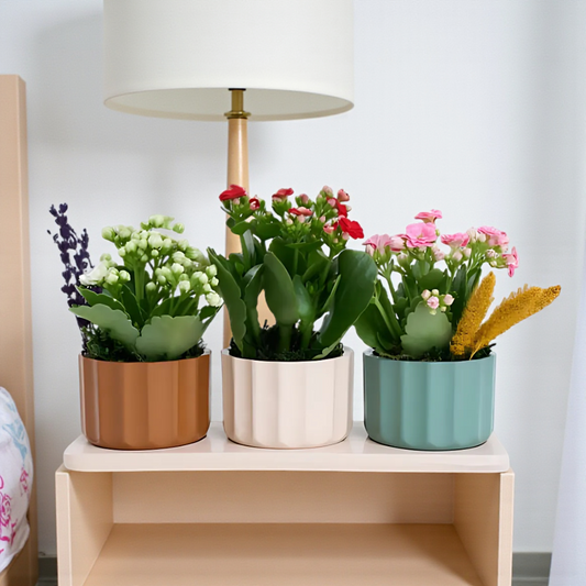 Trio Saksıda Kırmızı, Pembe ve Beyaz Kalanchoe