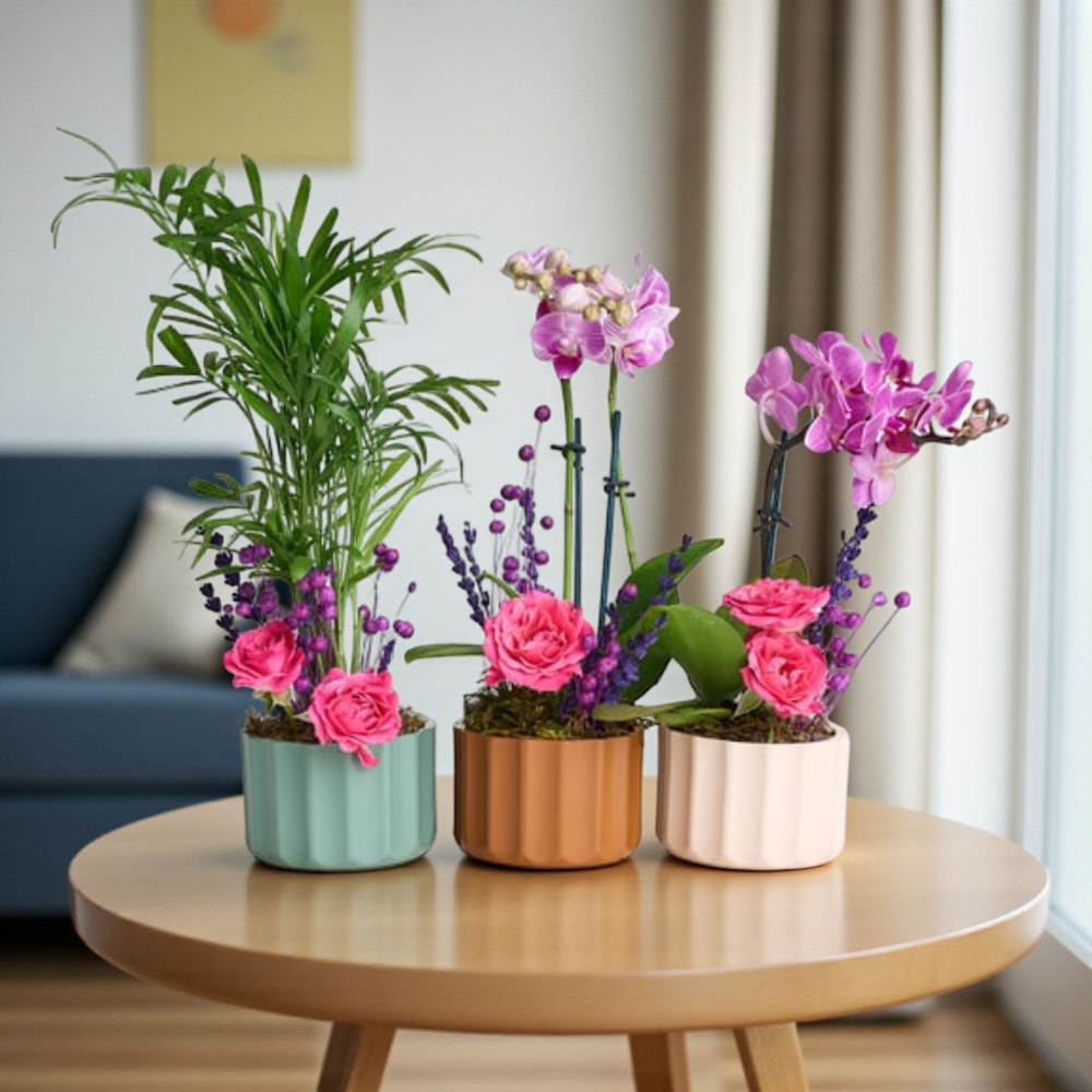 Lush Balance – Mini Mor Orkide & Chamdora