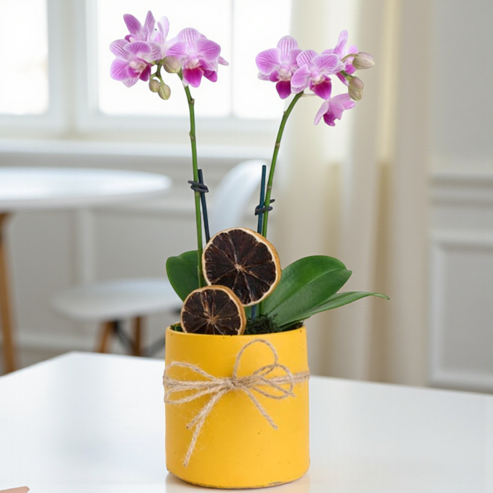 Sunny Touch – Mini Mor Orkide