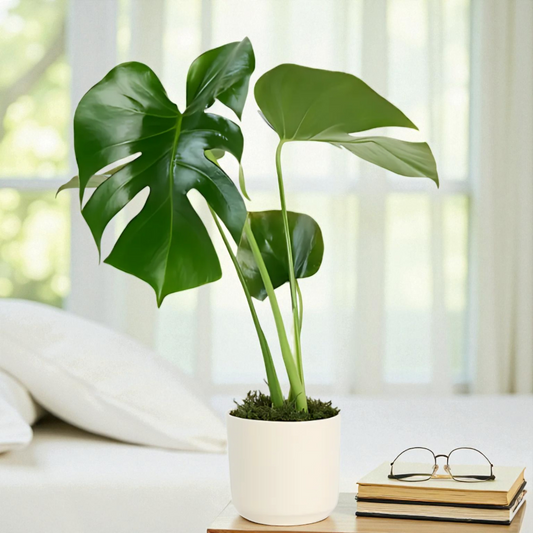 Seramik Saksıda Monstera