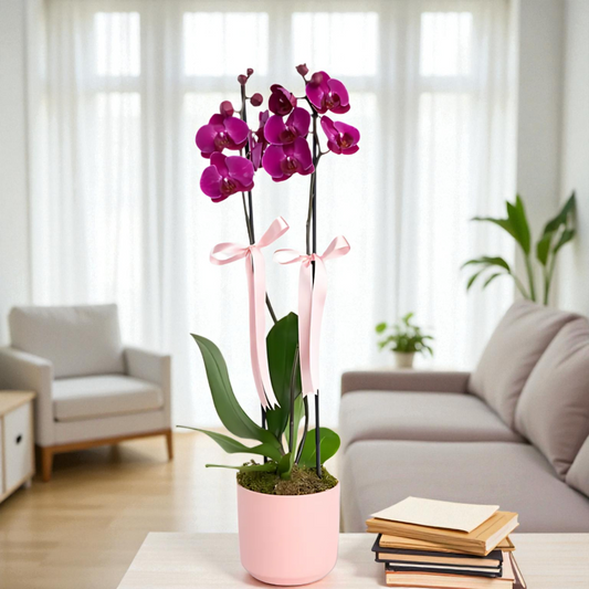 Pembe Beton Saksıda Çiftli Mor Orkide