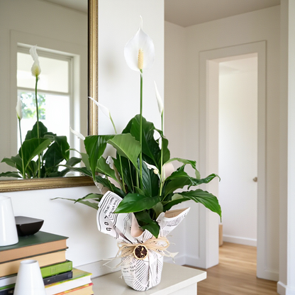 Gazete Desenli Süslemeli Saksıda Spatifilyum