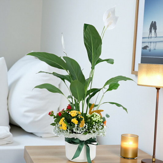 Beyaz Saksıda Spatifilyum ve Kalanchoe