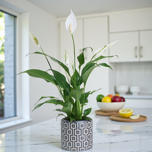 Kare Desenli Saksıda Spatifilyum Bitkisi
