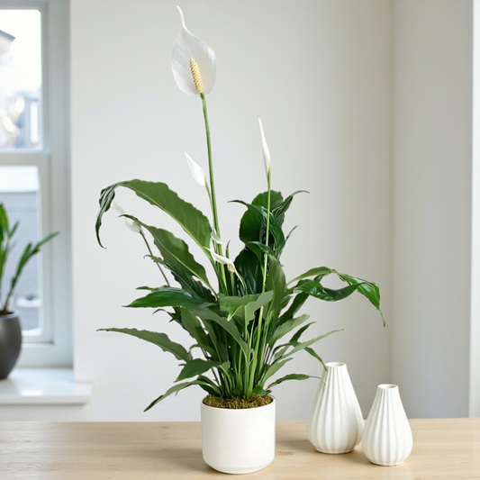 Saksıda Beyaz Spatifilyum